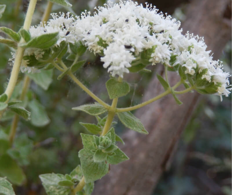 Origanum onites L.