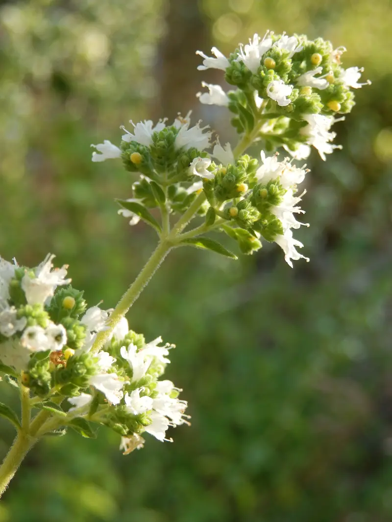 Origanum vulgare L
